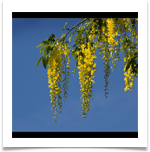 3 LABURNUM Resized - Des Hawley